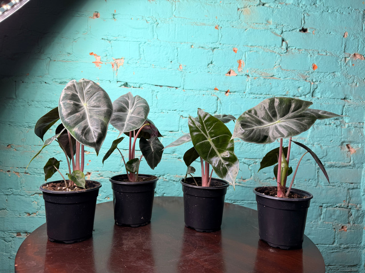 Alocasia Nairobi Nights 4”