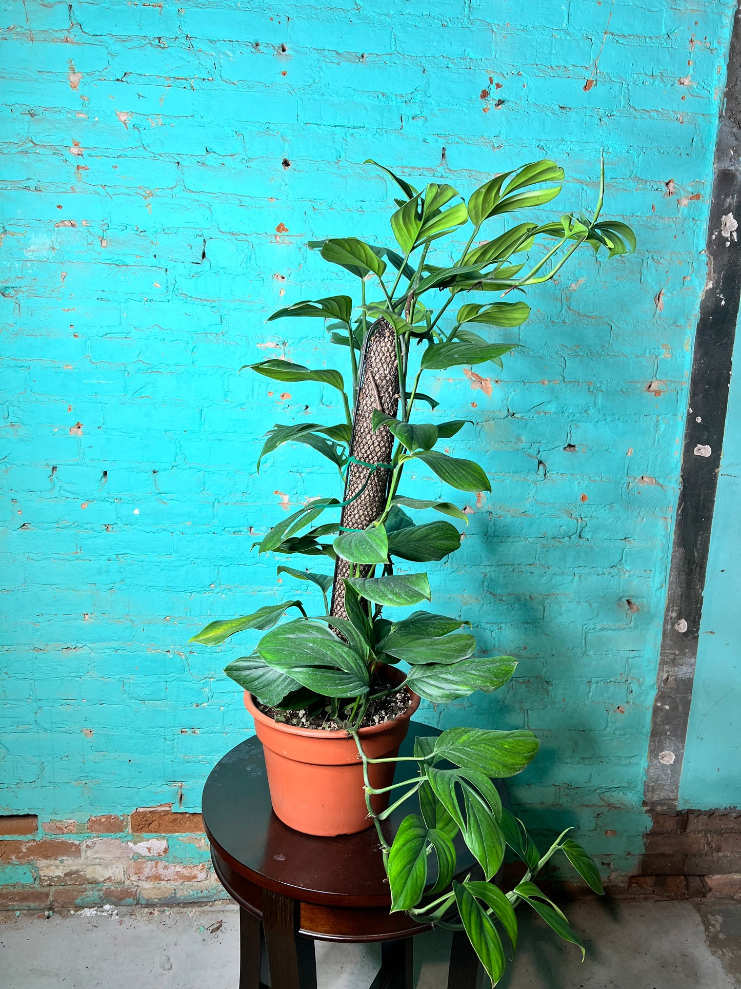 Monstera Peru-Monstera karstenianum Totem 8”