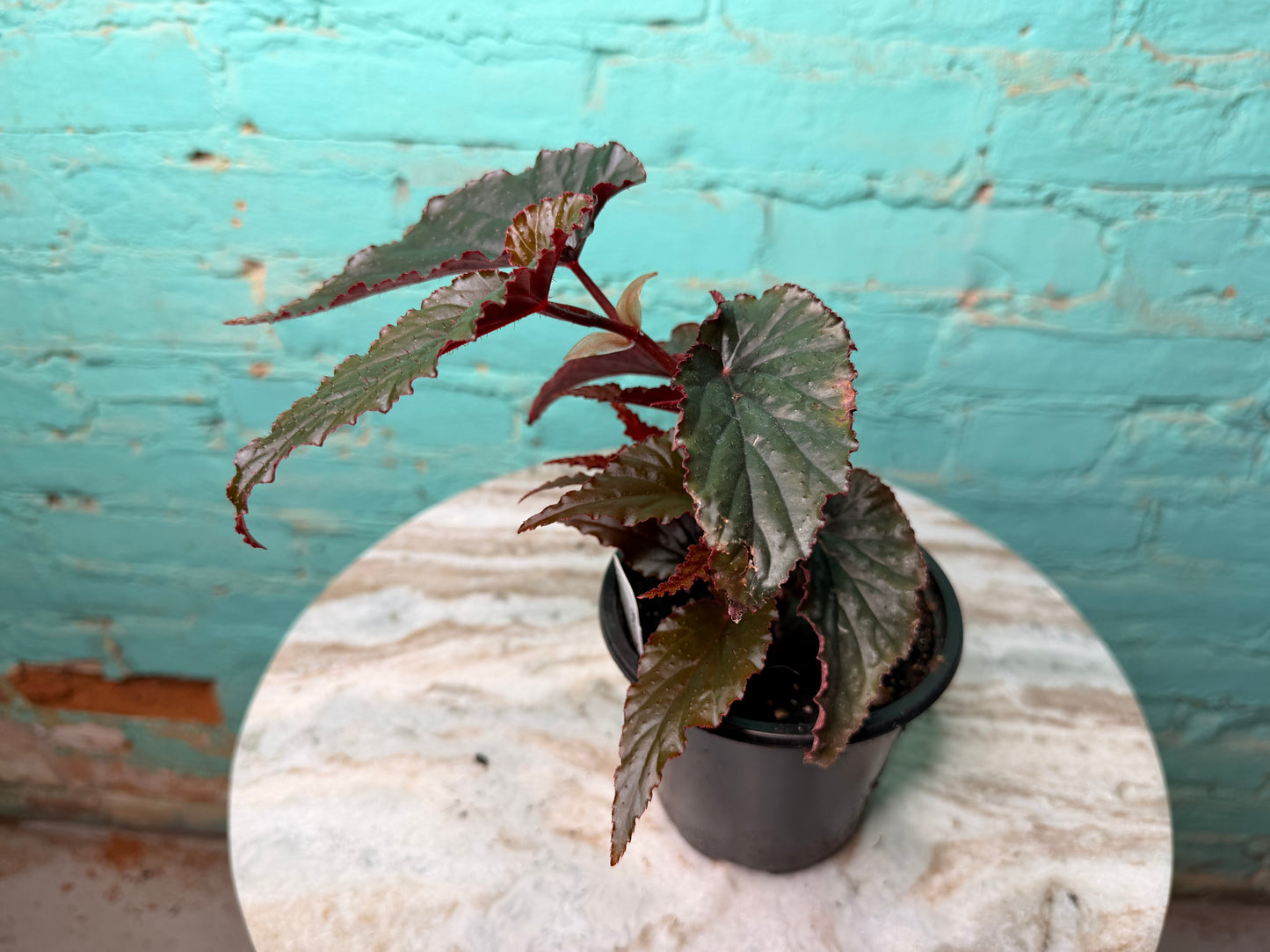 Begonia Maculata Black Magic 4”