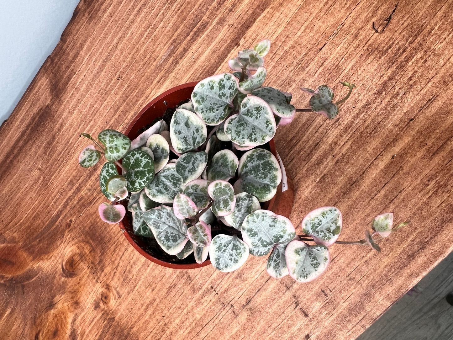 Variegated String of Hearts 3”