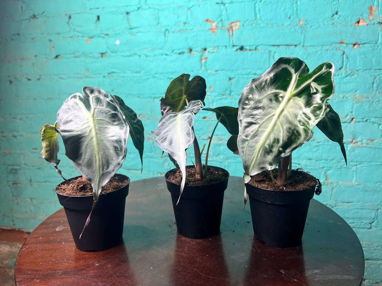 Alocasia Venom 4” (Non-TC)