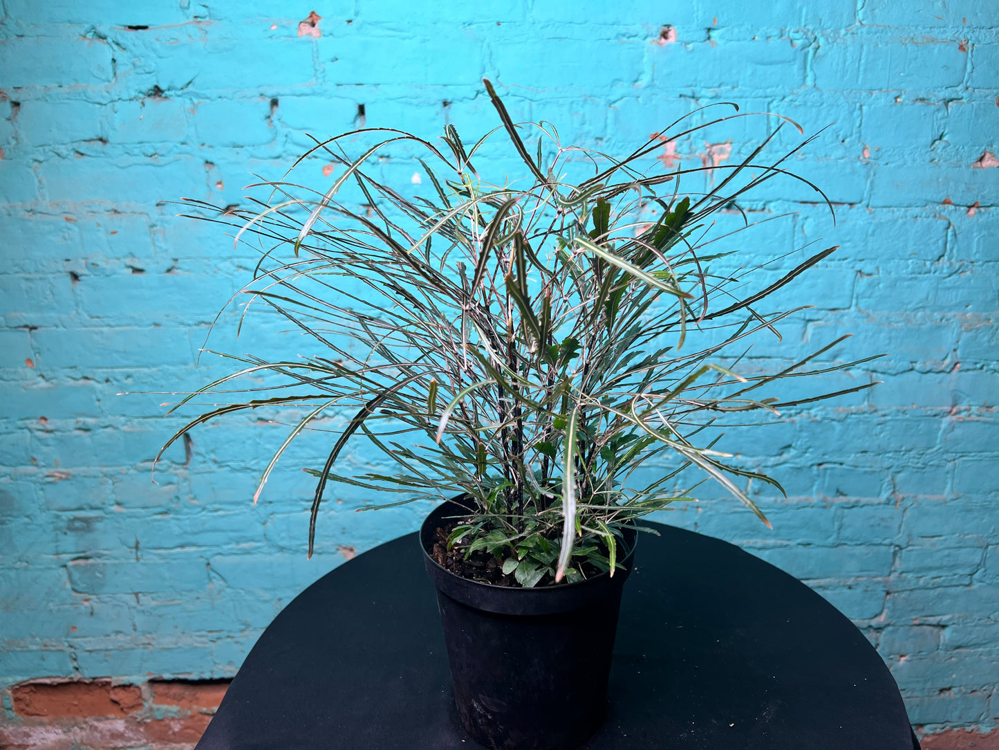 Aralia Elegantissima 6”