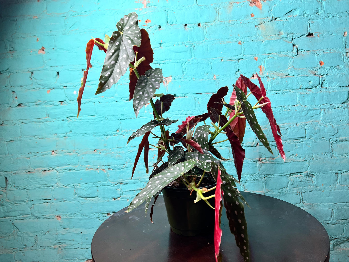 Begonia Maculata 6” Polka Dot