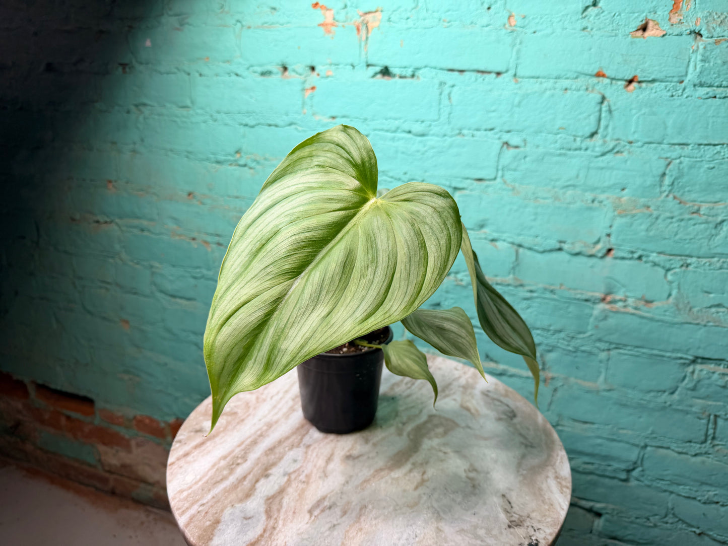 Philodendron Pastazanum x Plowmanii