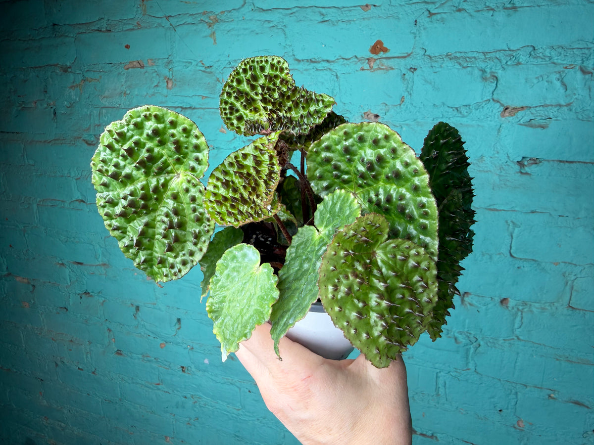 Begonia Ferox 4”