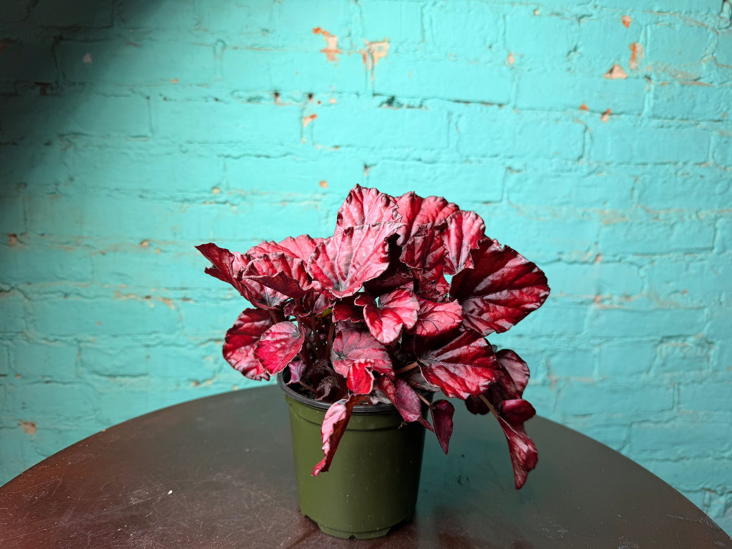 Begonia “Red Kisses”