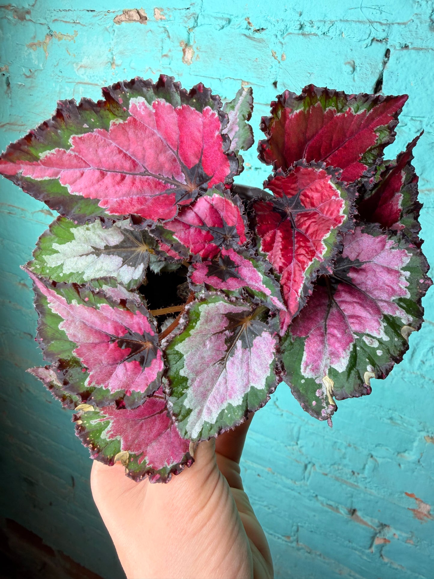 Begonia Rex 4”
