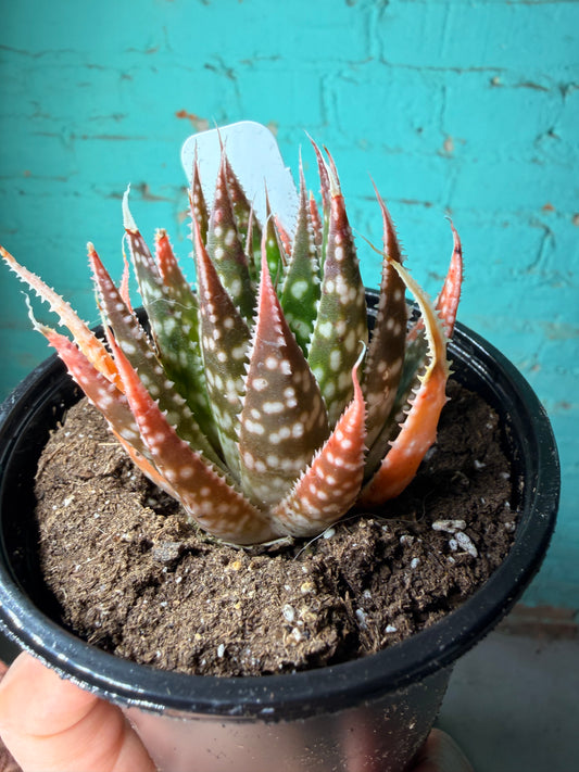 Gasteria Zimiflora 4”