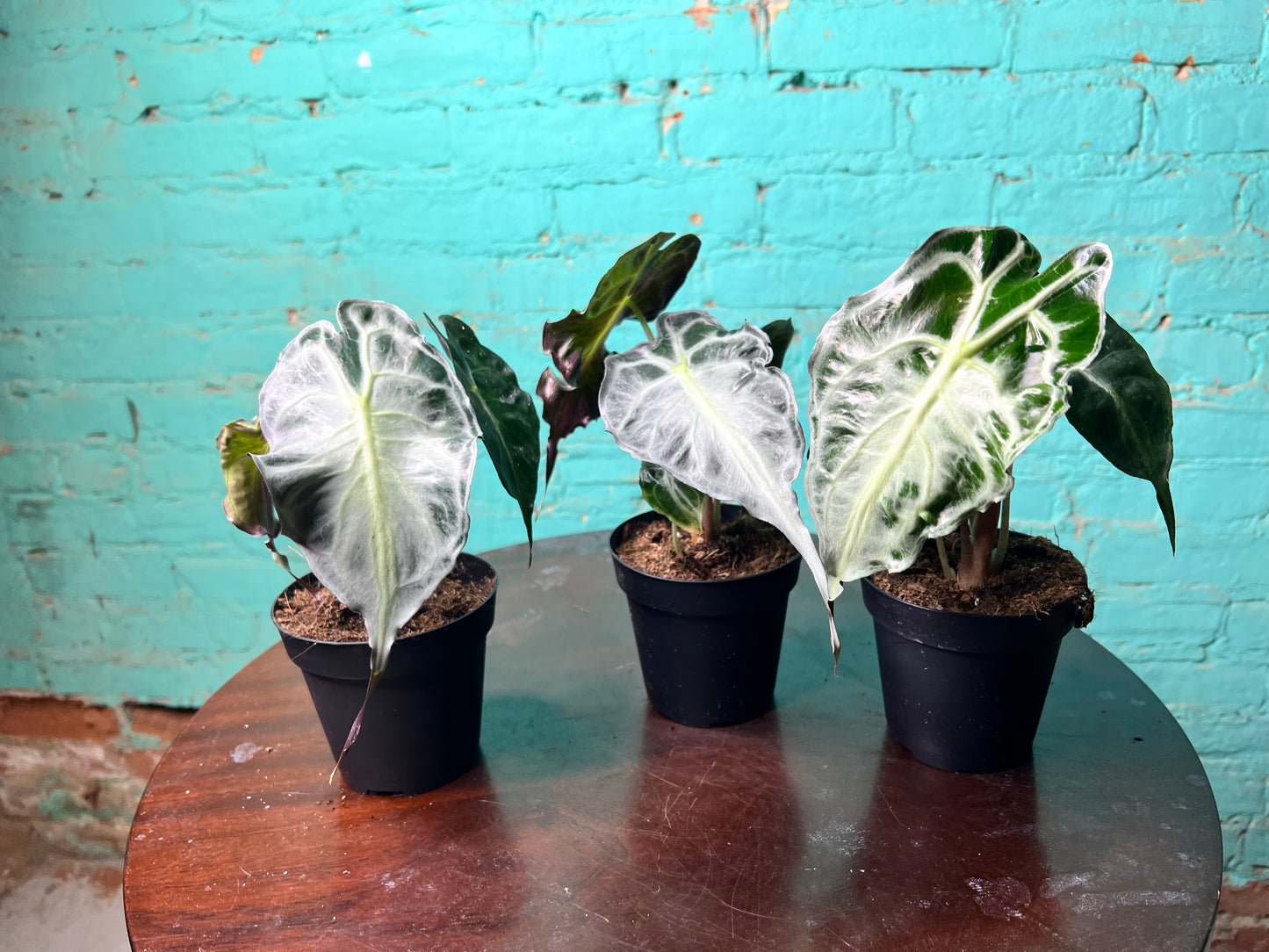 Alocasia Venom 4” (Non-TC)