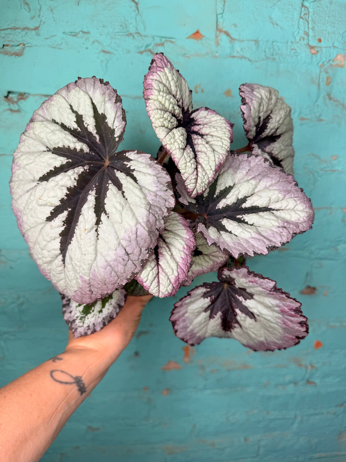 Begonia Rex 4”