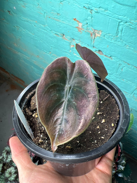 Alocasia Cuprea
