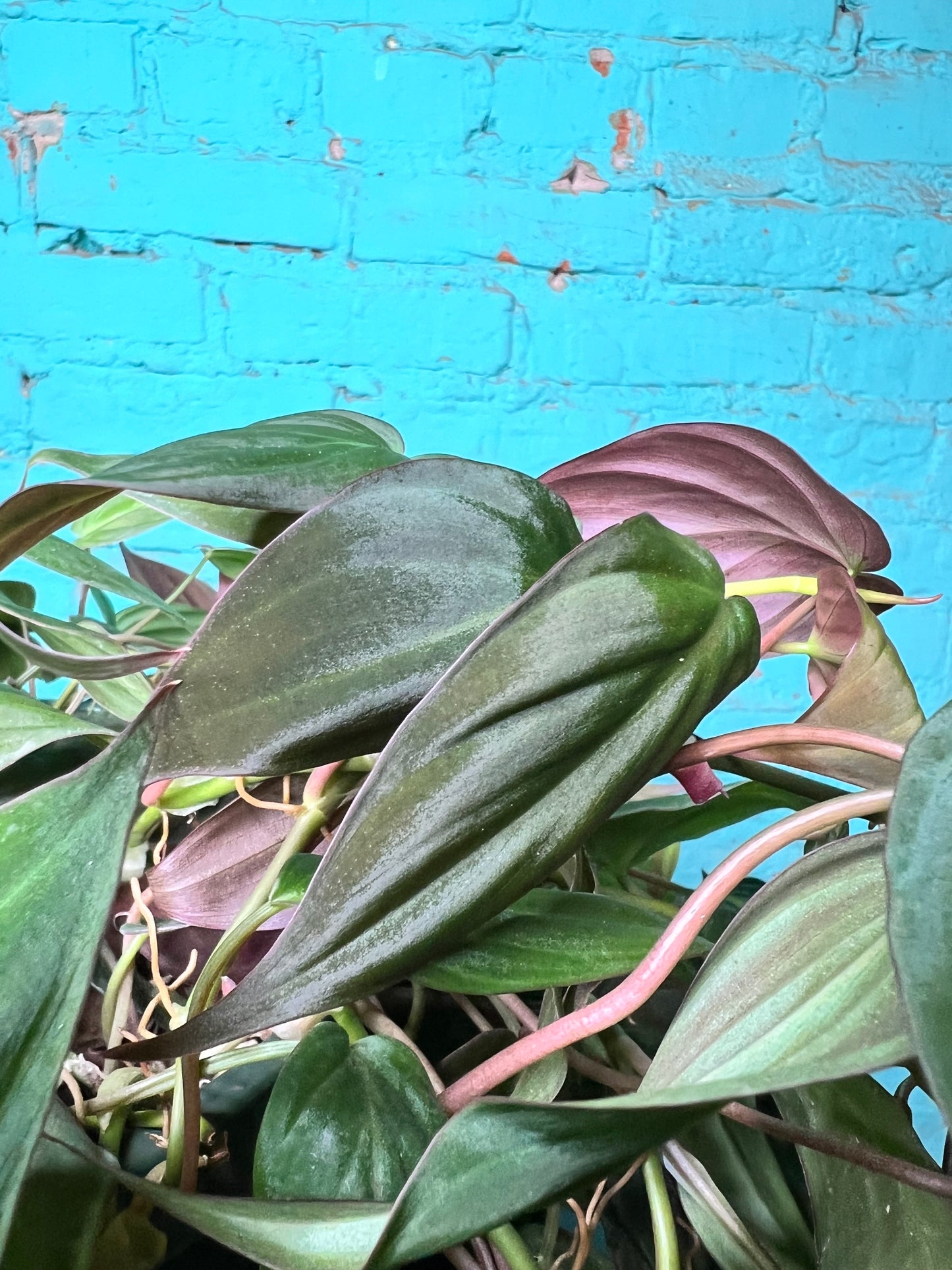 Philodendron Mican 8” basket