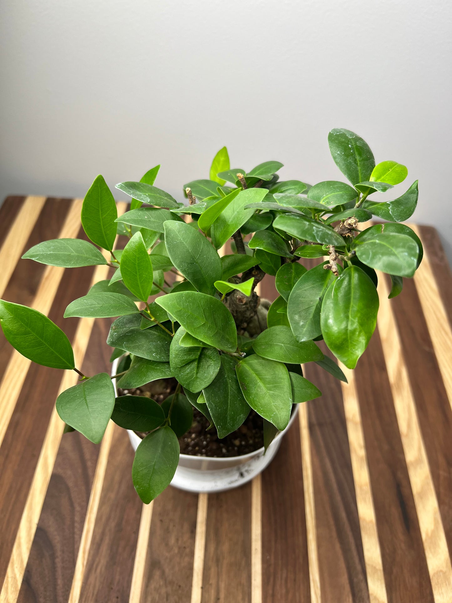 Ficus microcarpa Bonsai