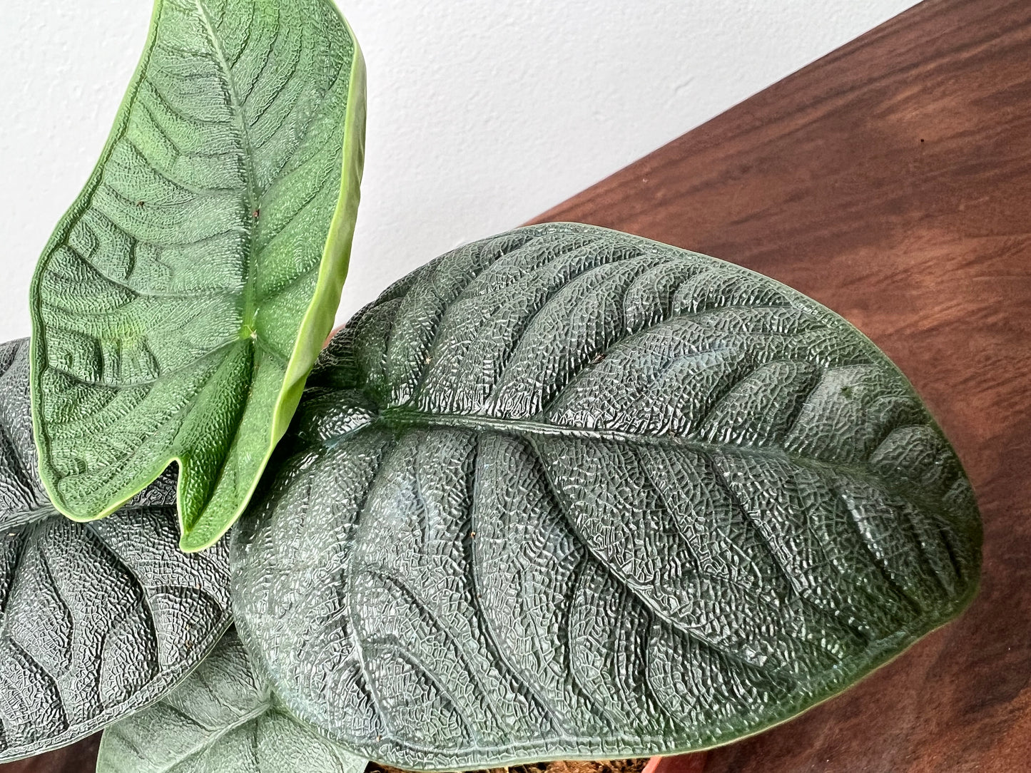 Alocasia Melo