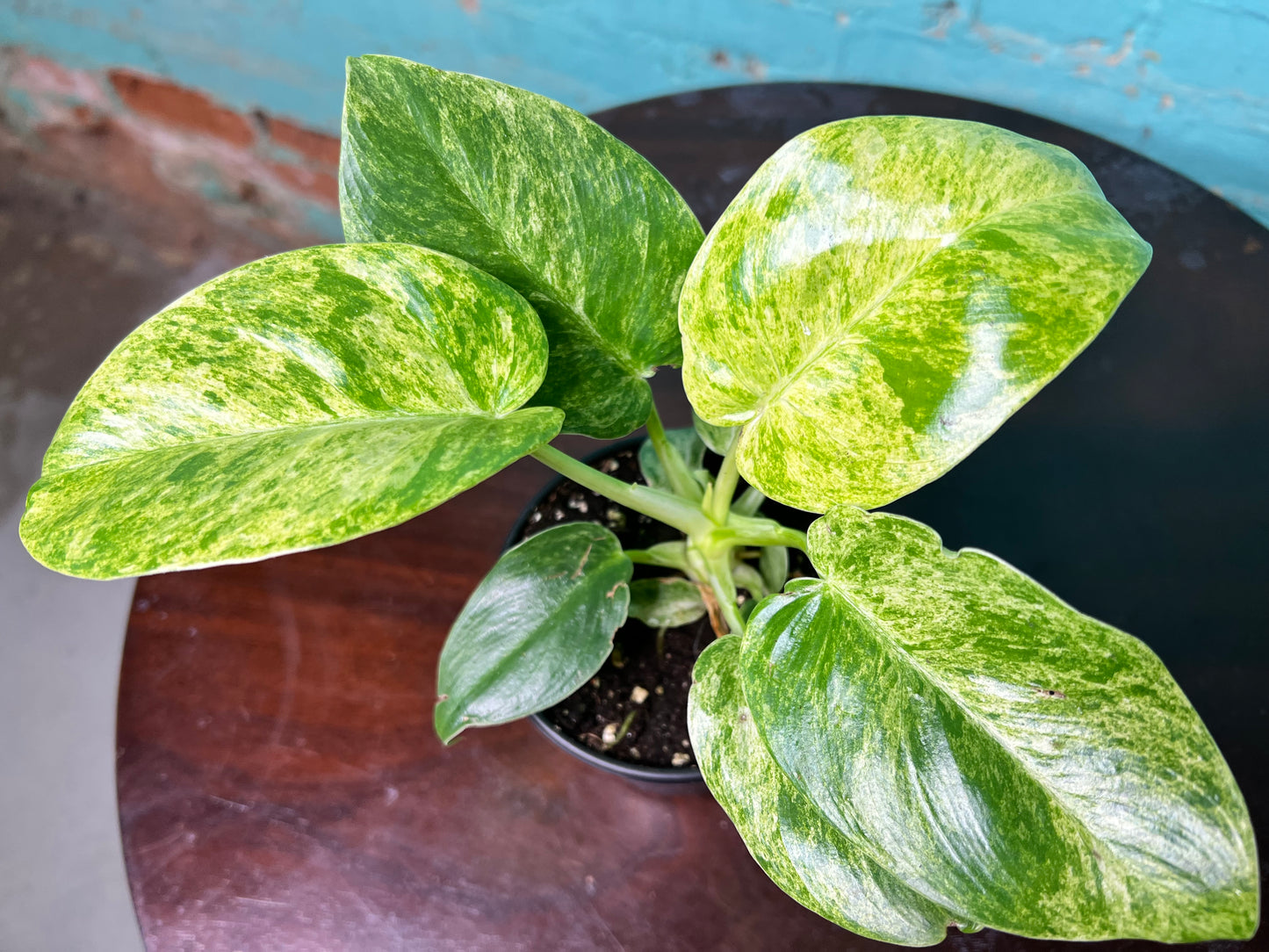 Philodendron Blizzard 4”