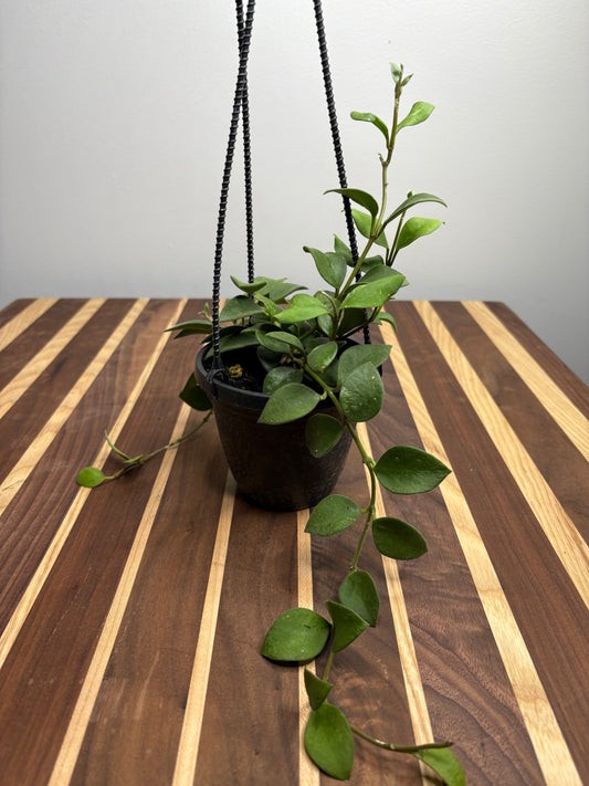 Hoya Nummularioides basket