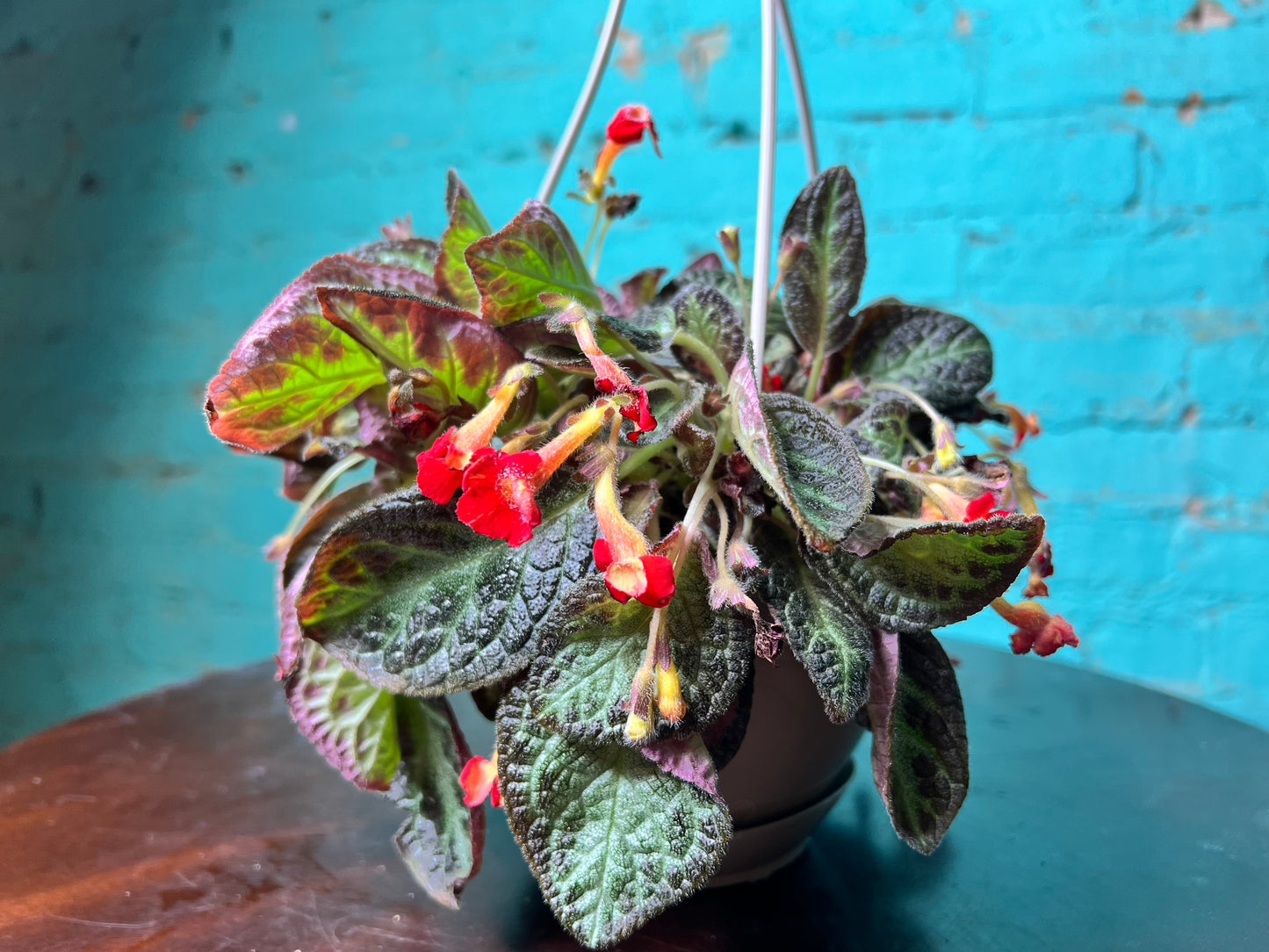 Episcia Cupreata-Flame Violet 6”