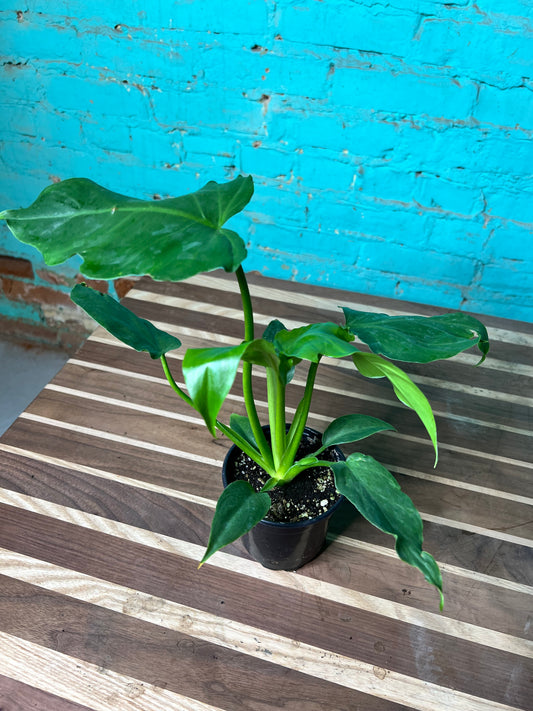 Philodendron- Mayoi Thai