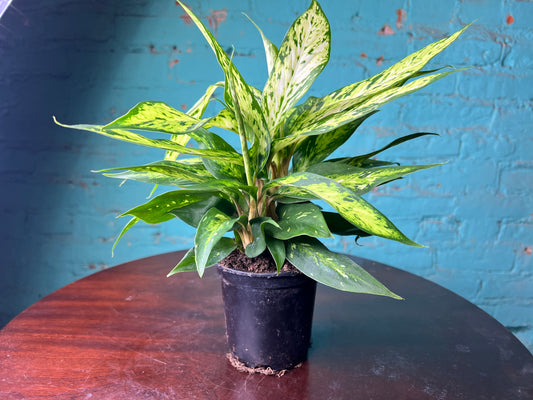 Dieffenbachia sparkle 4”