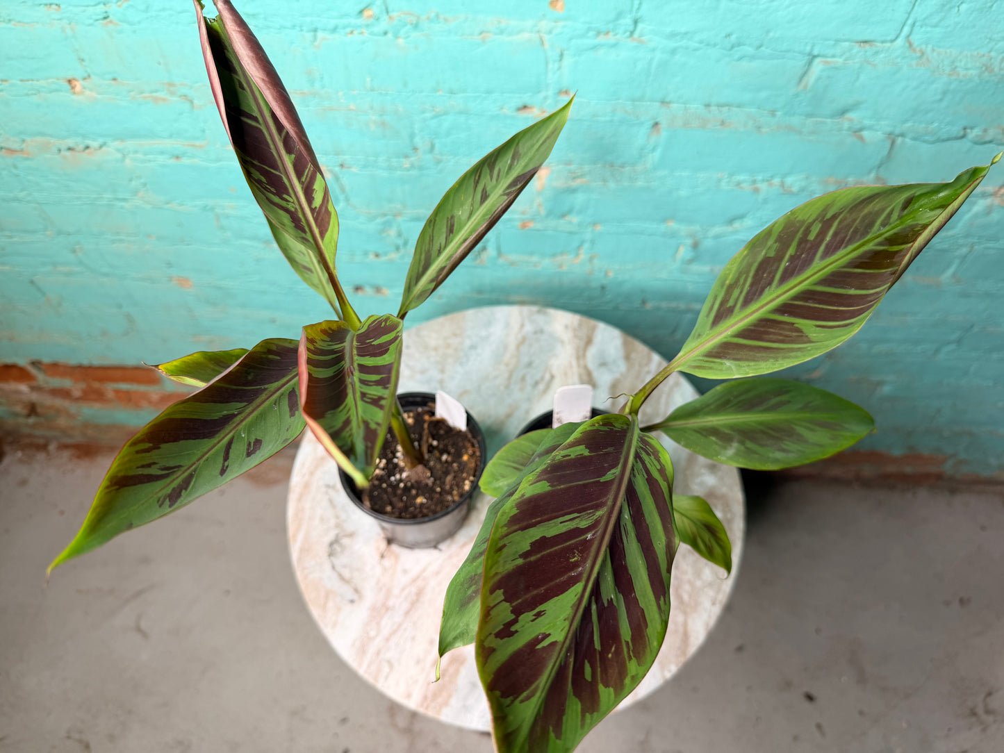 Musa Zebrina 4”