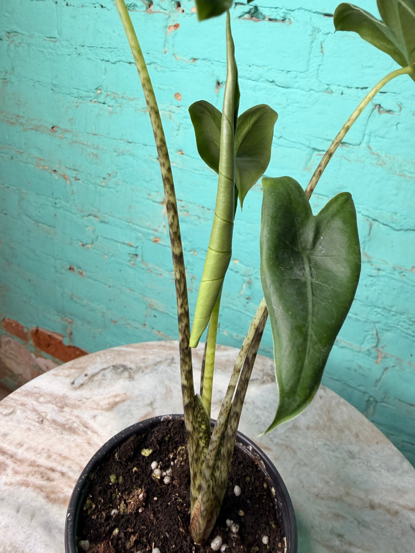 Alocasia-Zebrina 4”