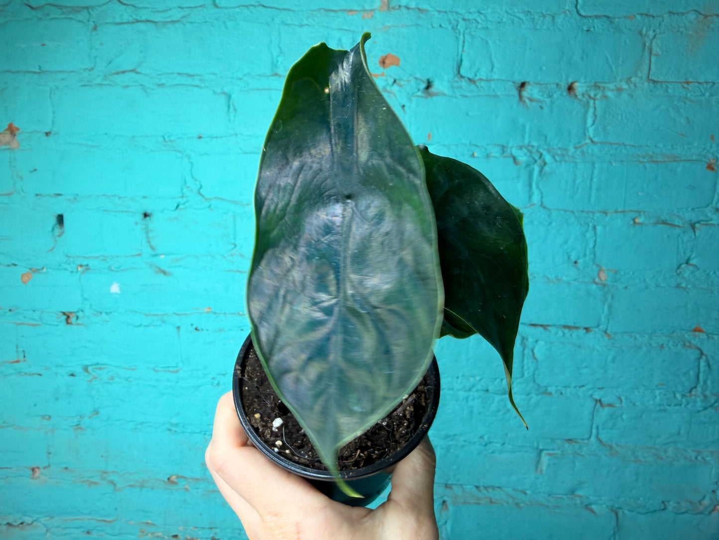 Alocasia Green Unicorn  4”