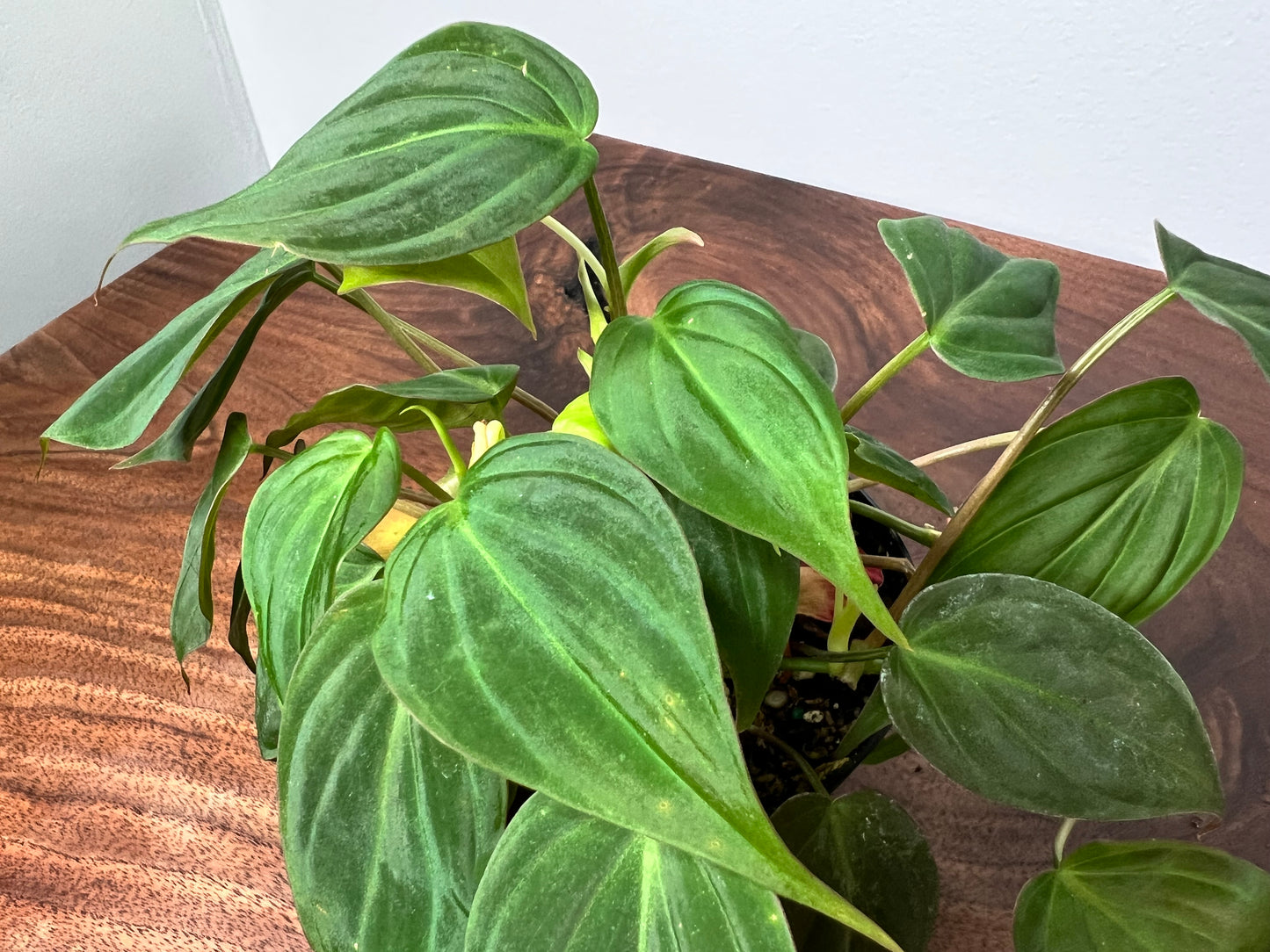 Philodendron Mican