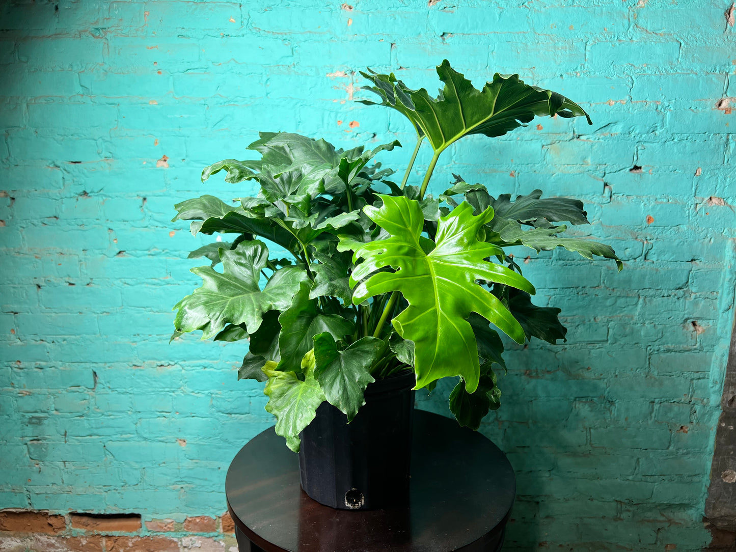 Philodendron Selloum (Hope) 10”