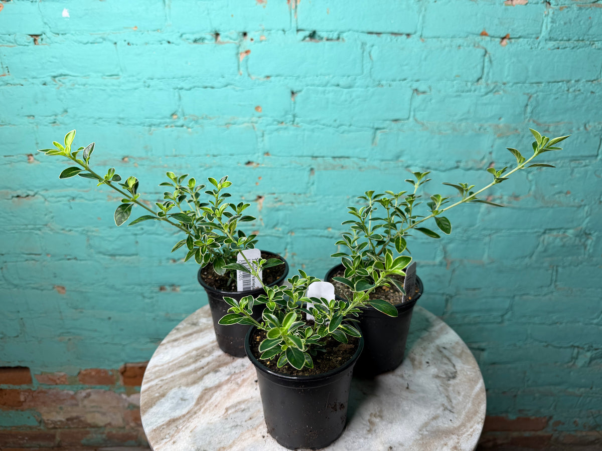 Serissa Japonica Variegated 4”