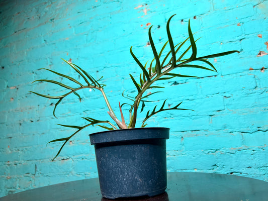 Philodendron Tortum 6”