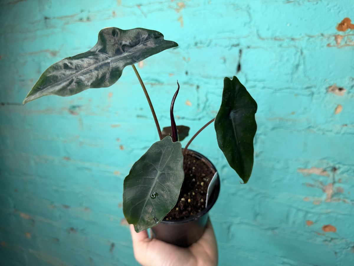 Alocasia Chantrieri 4”