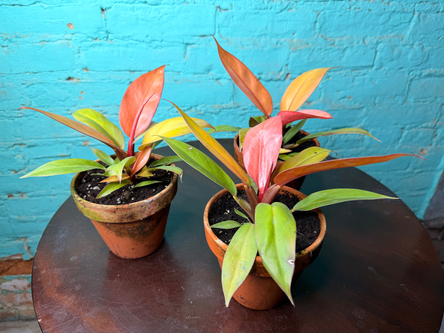 Philodendron Prince of Orange  4” (Clay)