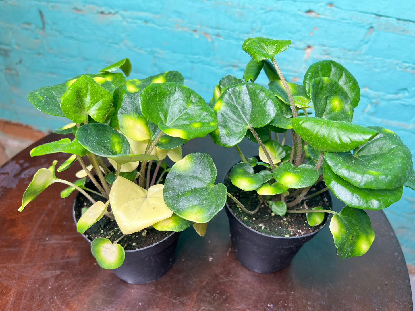 Farfuglum Firefly 4”