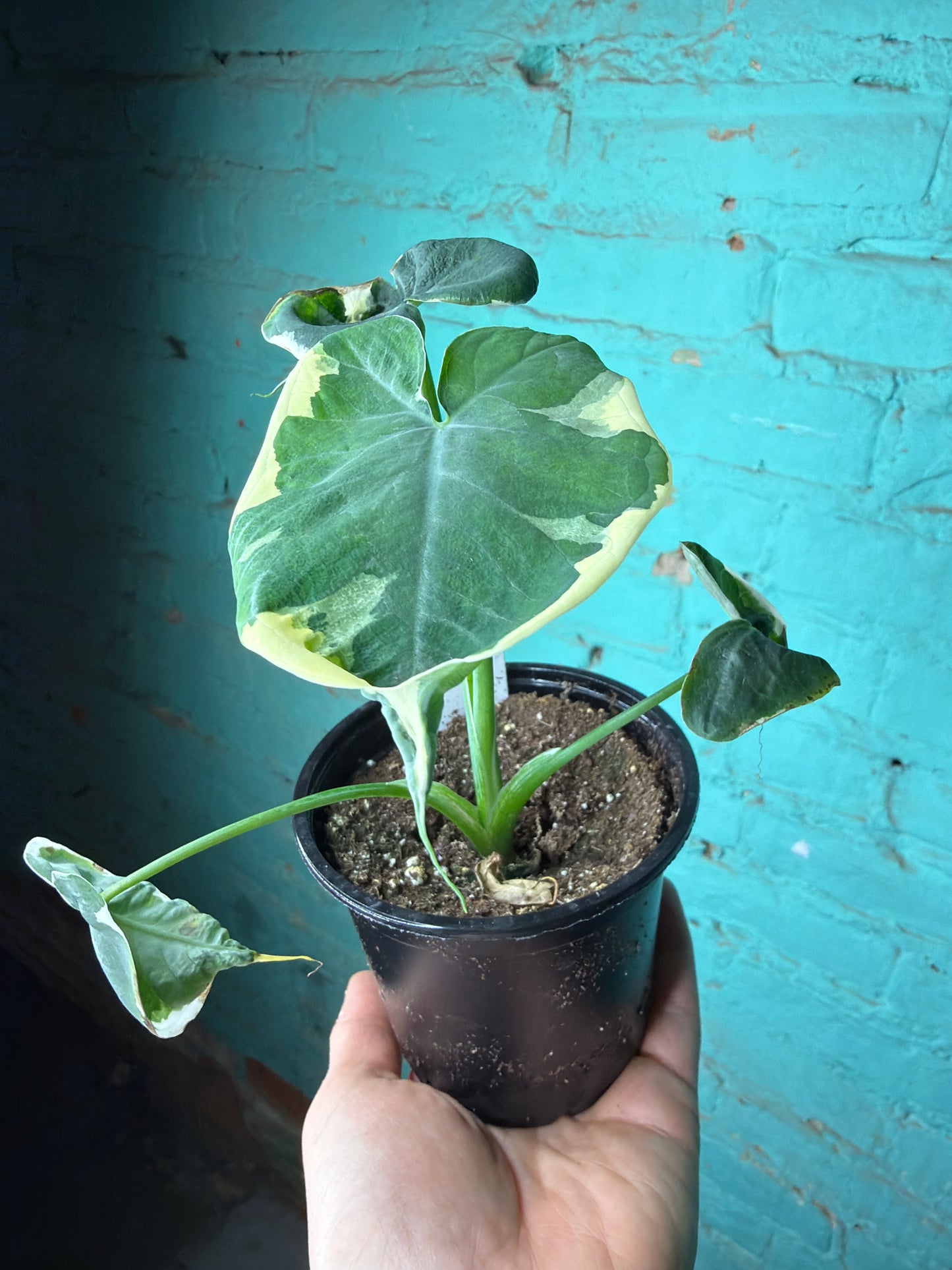 Alocasia-Mickey Mouse 4”