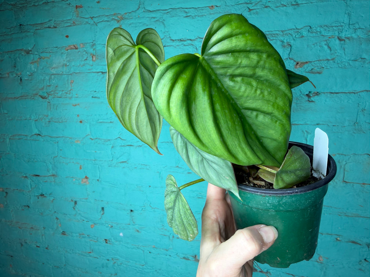 Philodendron Columbia 4”