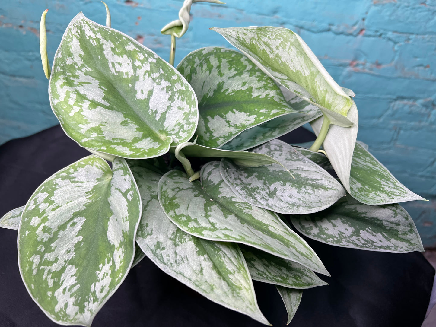 Scindapsus Pictus (Satin Pothos) 6”