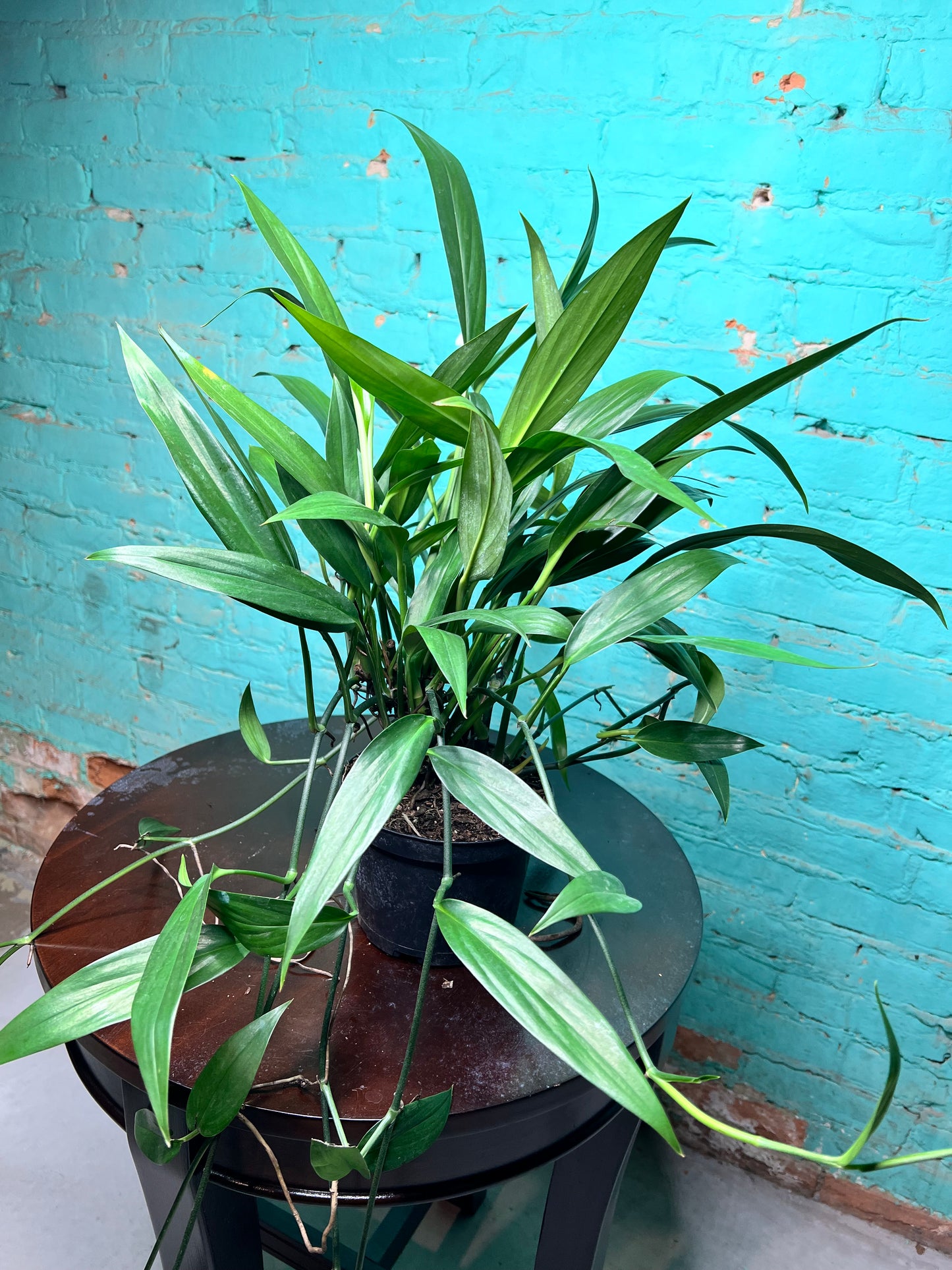 Epipremnum Amplissimum 6”