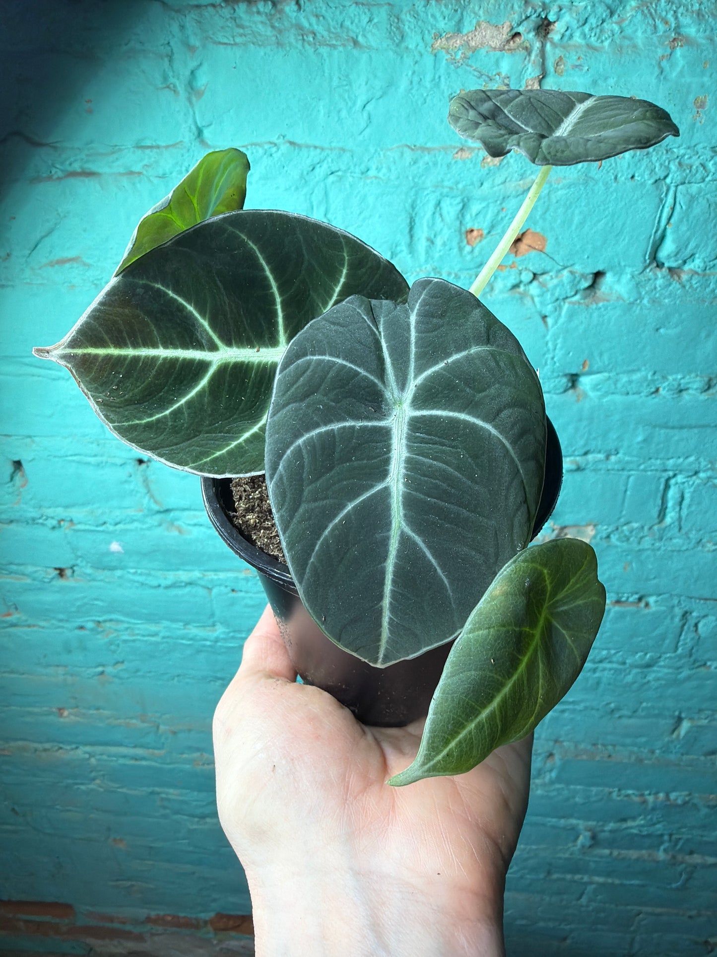 Alocasia-Black Velvet 4”