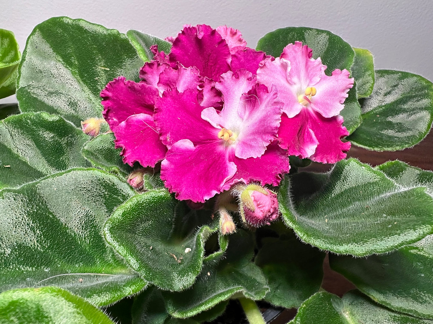 African Violet 4” hybrid