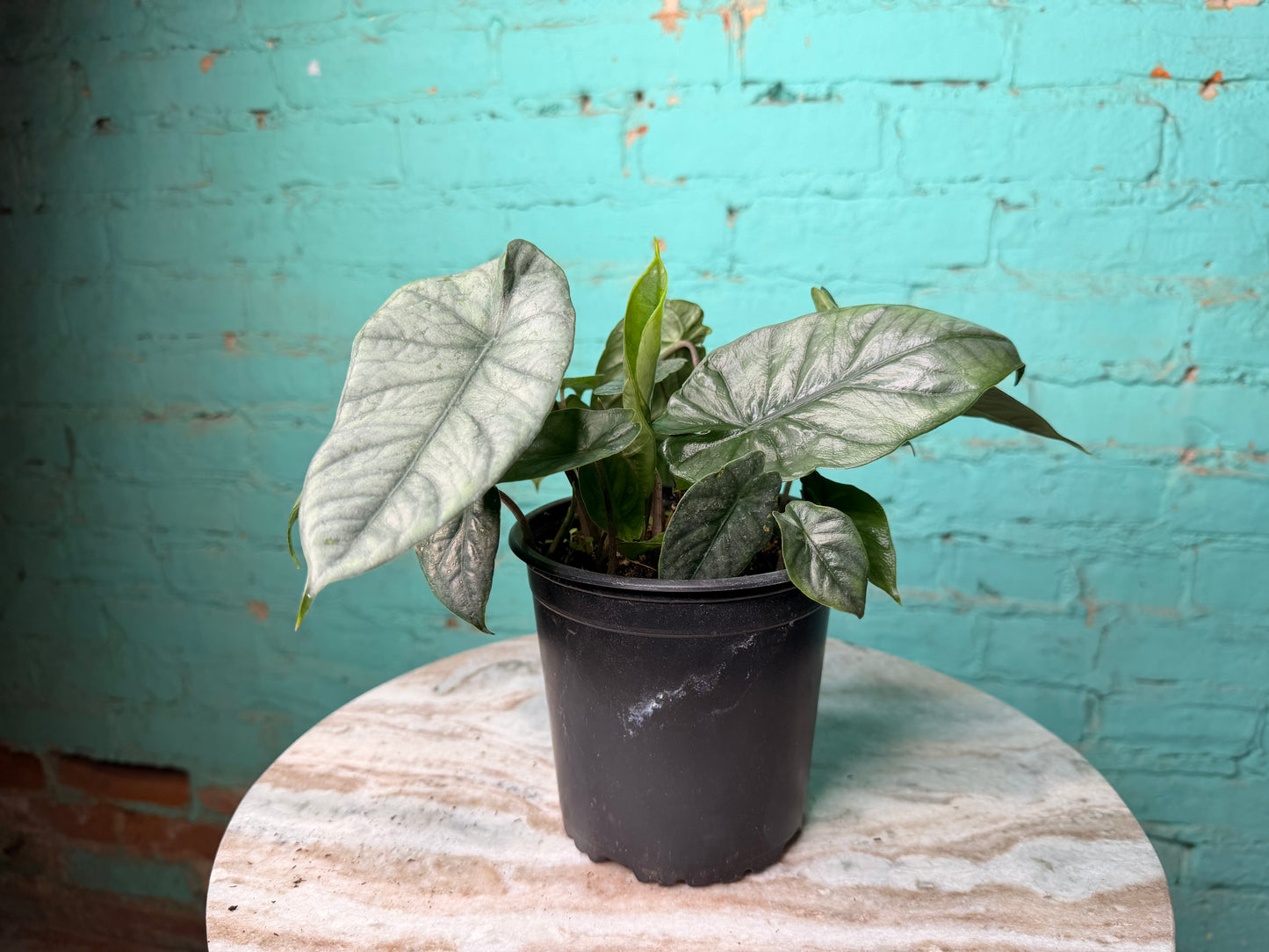 Alocasia Heterophylla ‘Dragons Breath’ 6”