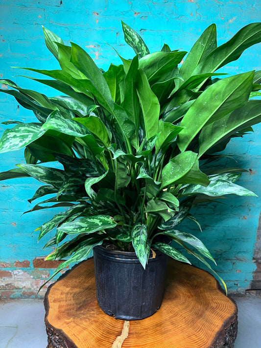 Aglaonema Tigress 10” indoor plant with vibrant green foliage in a black pot on a wooden surface.