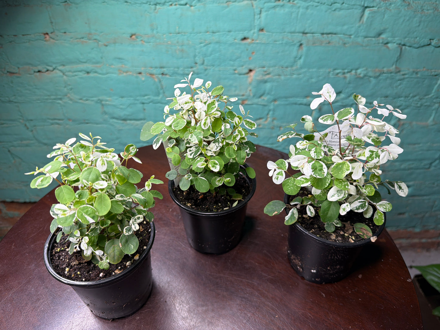 Breynia disticha (Snow Bush) 4”