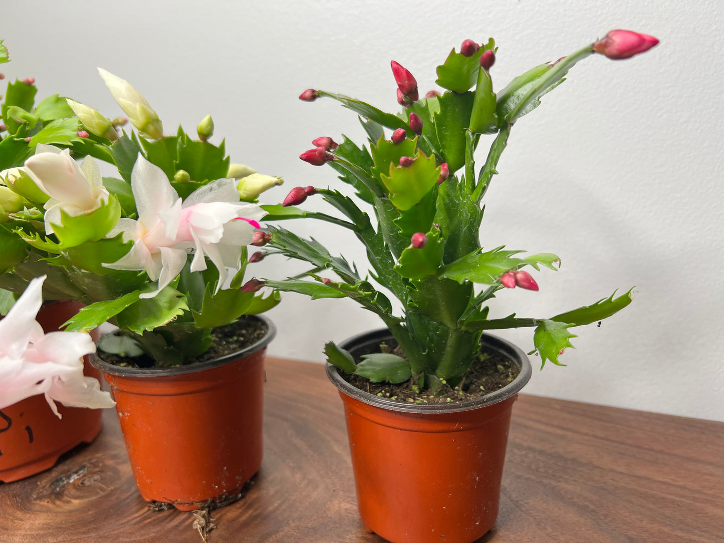 Thanksgiving Cactus 4”