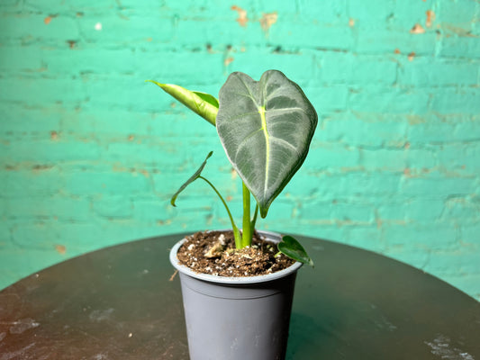 Alocasia Frydrek 4”