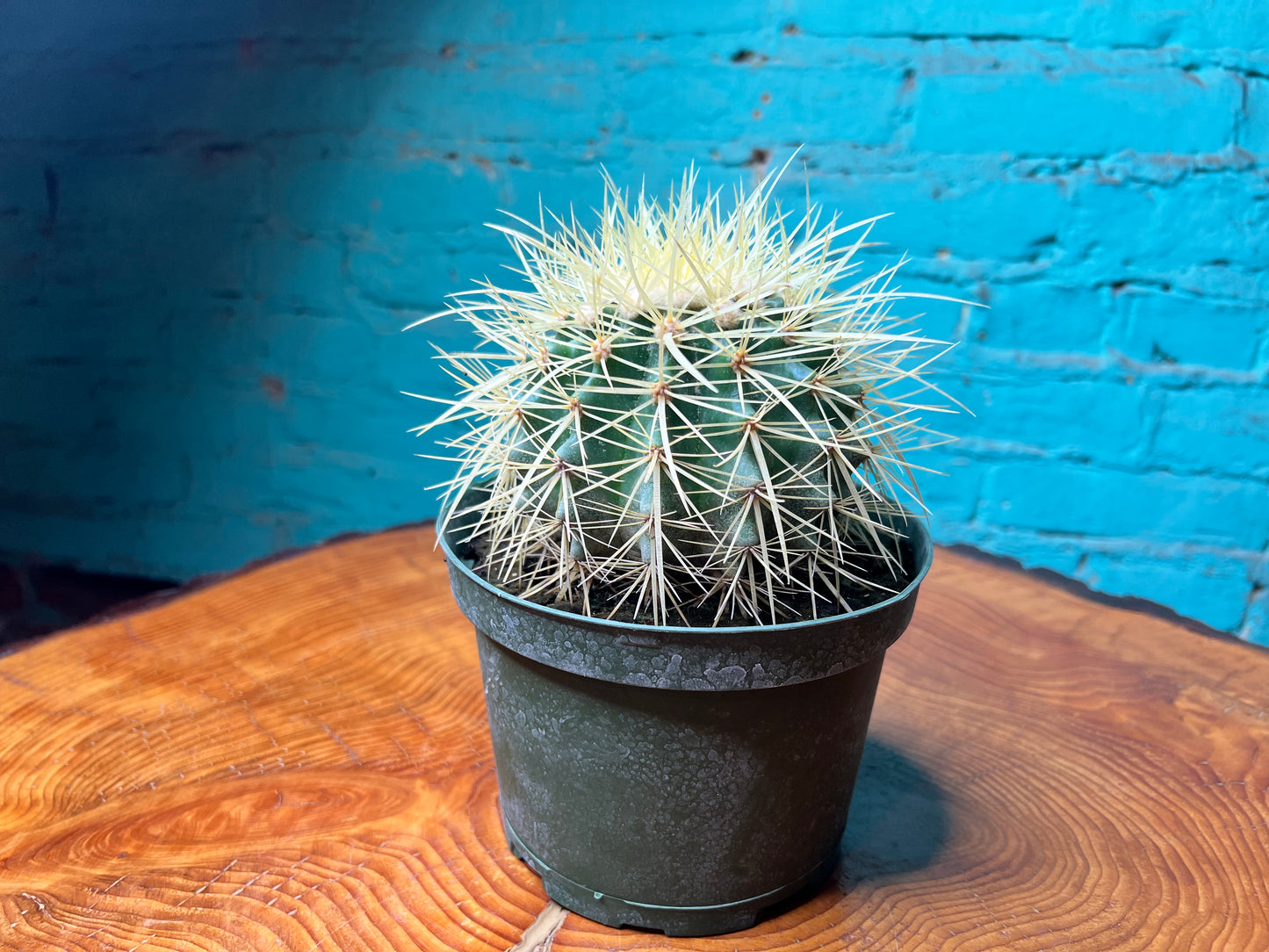 Coast Barrel Cactus 6”