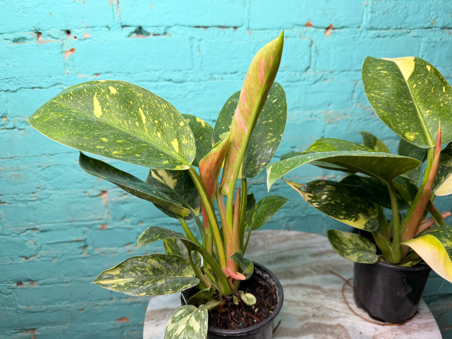 Philodendron Congo Nuclear Variegated