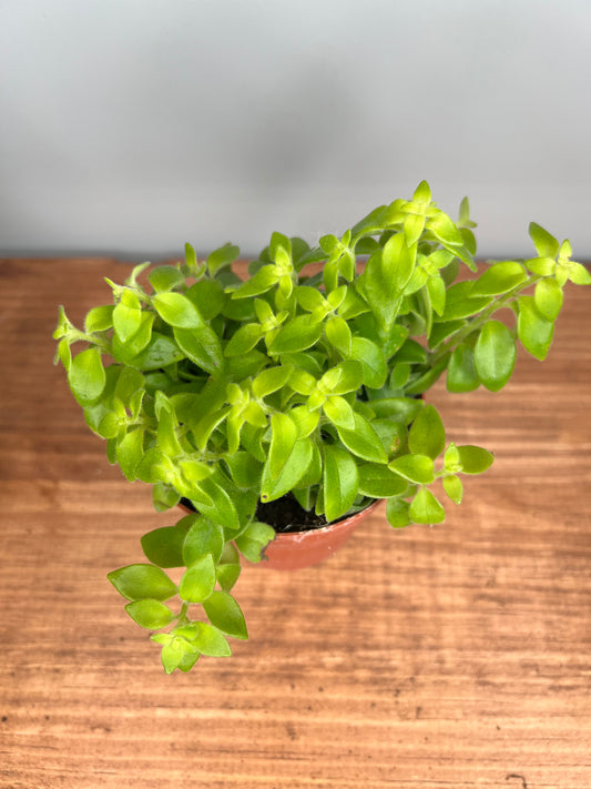 Lipstick plant-curly