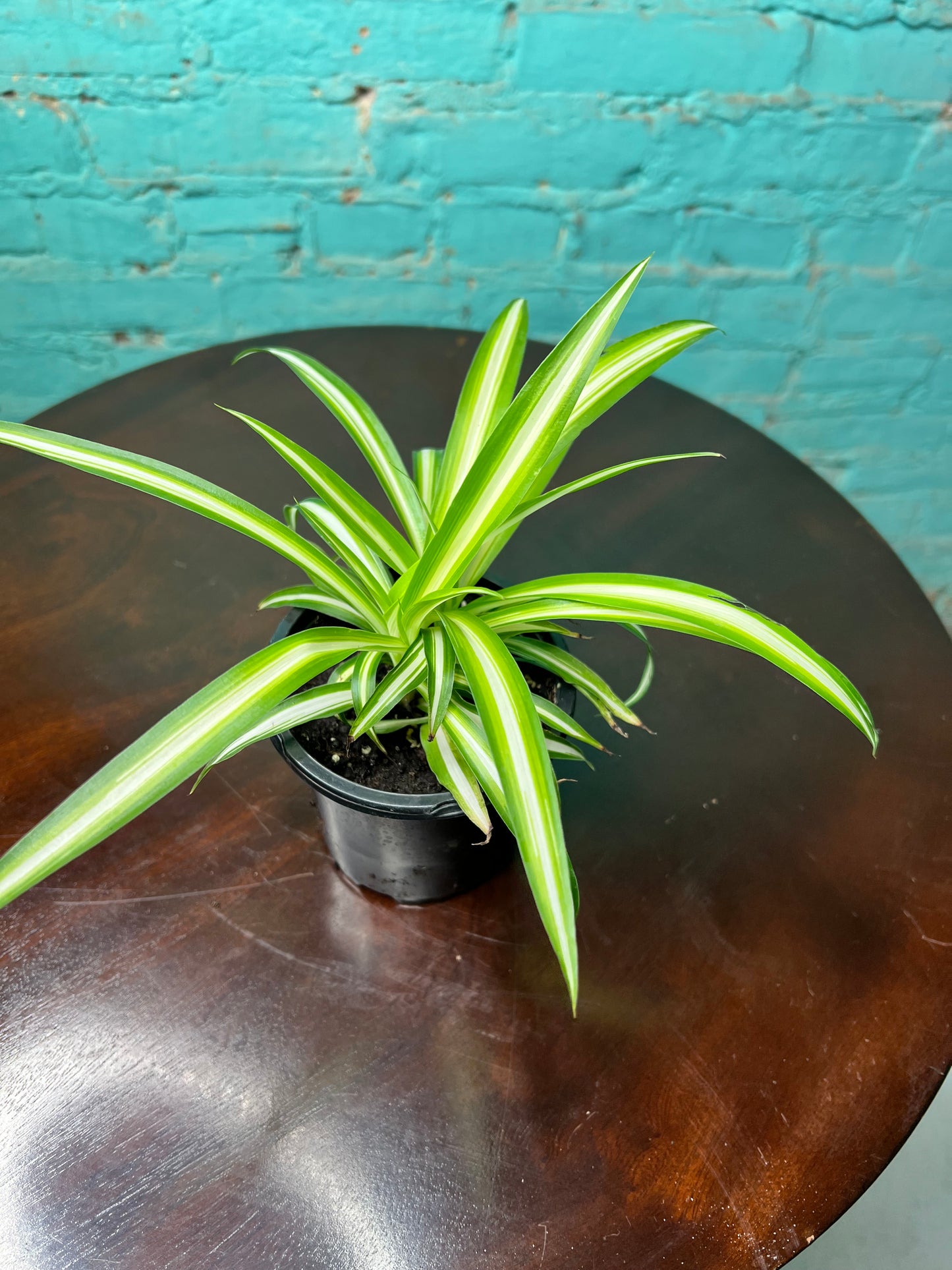 Spider Plant (Pet friendly)4”