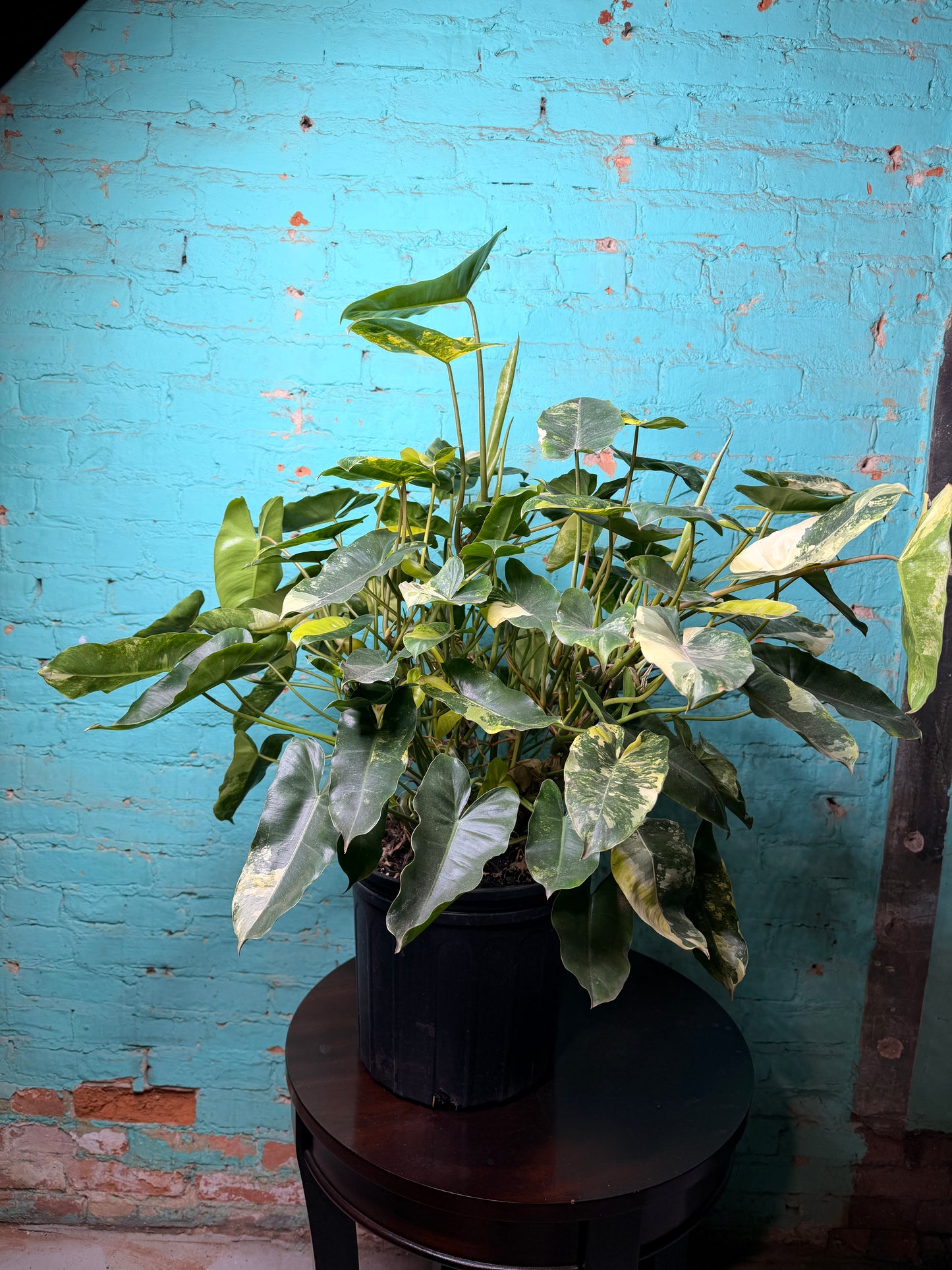 Philodendron Burle Marx Variegated 10”