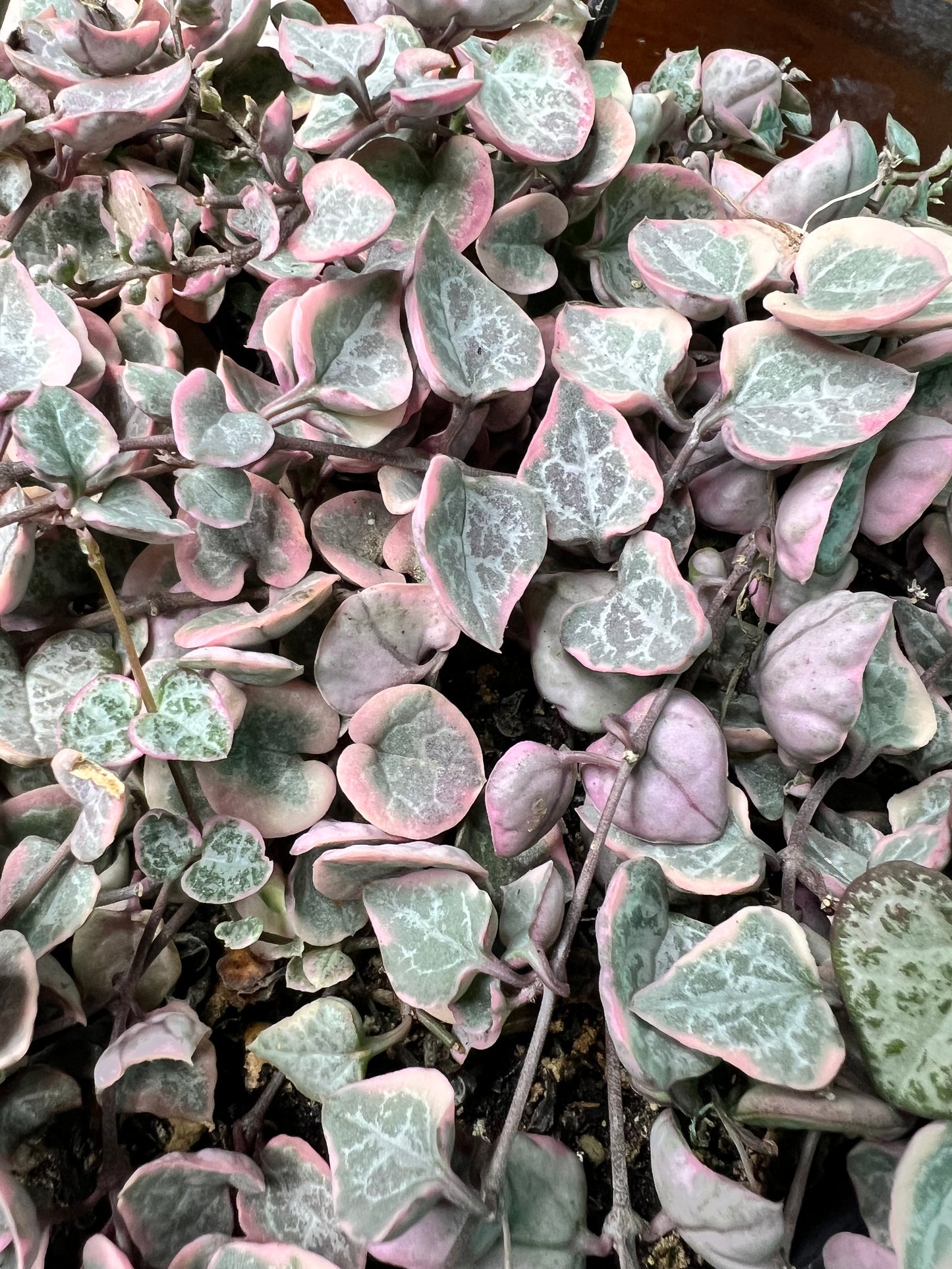 Variegated String of Hearts basket